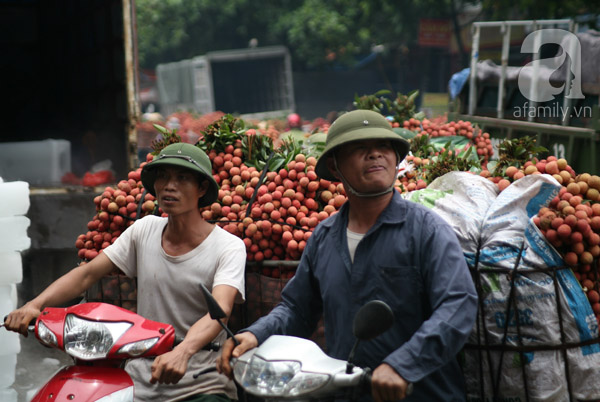 vải lục ngạn